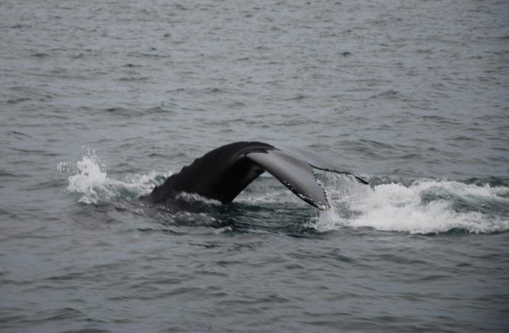Little Justification to Continue Whaling, Iceland’s Fisheries Minister Says