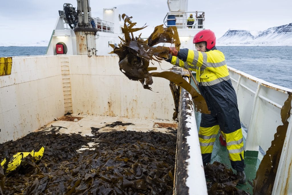 Seaweed harvesting Grettir Thorverk