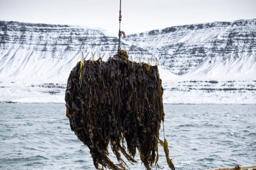 Plentiful Sea: Rethinking the ocean’s output Seaweed harvesting Iceland