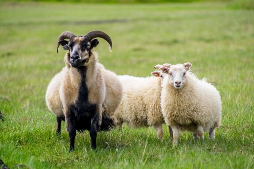 Number of Sheep in Iceland Hits 40-Year Low Icelandic sheep