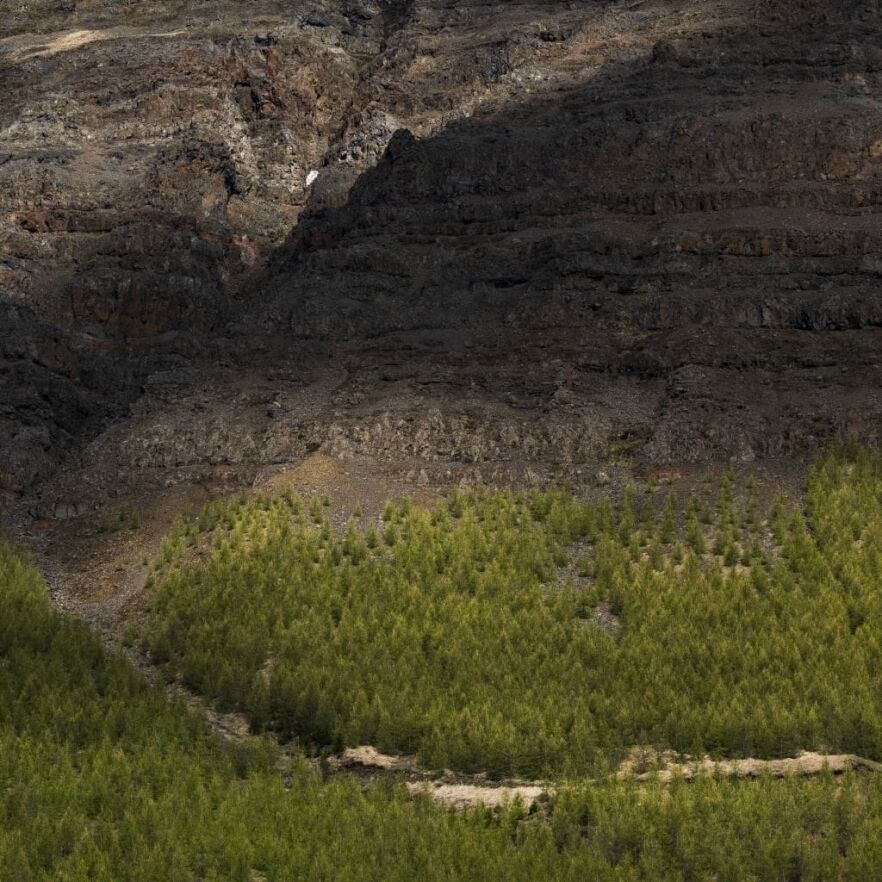Iceland’s Forests Could Double in Size in the Next Two Decades forestry forest tree