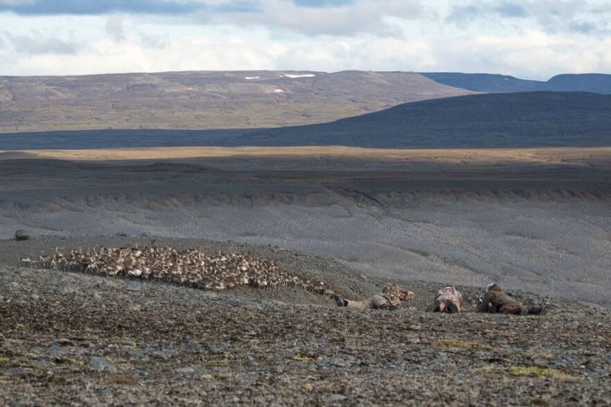 Reindeer Hunting Quota for 2022 Released Reindeer hunting Iceland
