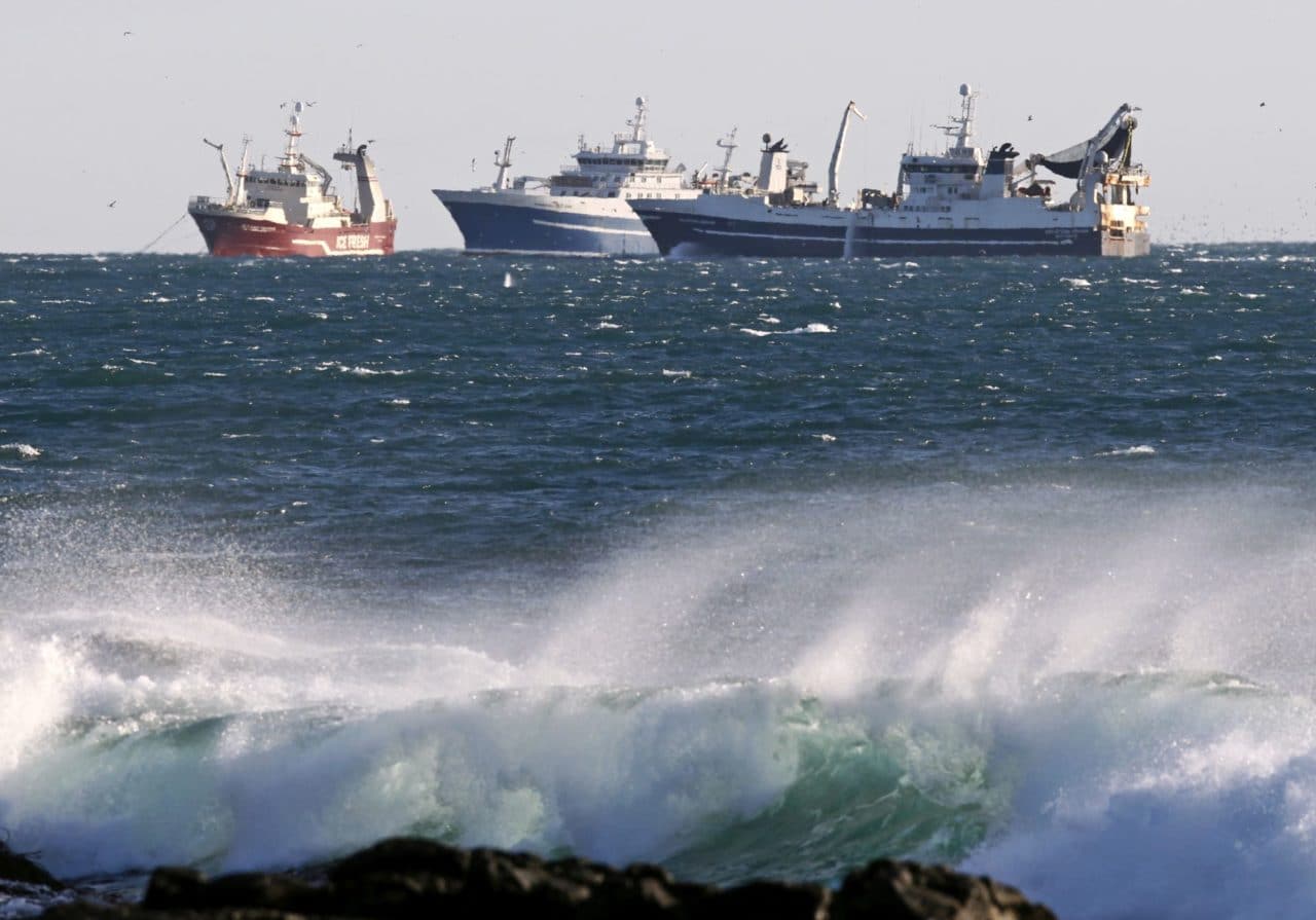 Capelin Catch Advice Cut 70% After Survey Falls Short | Iceland Review