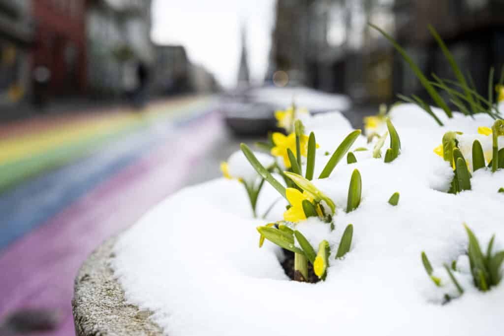 spring snow downtown Reykjavík