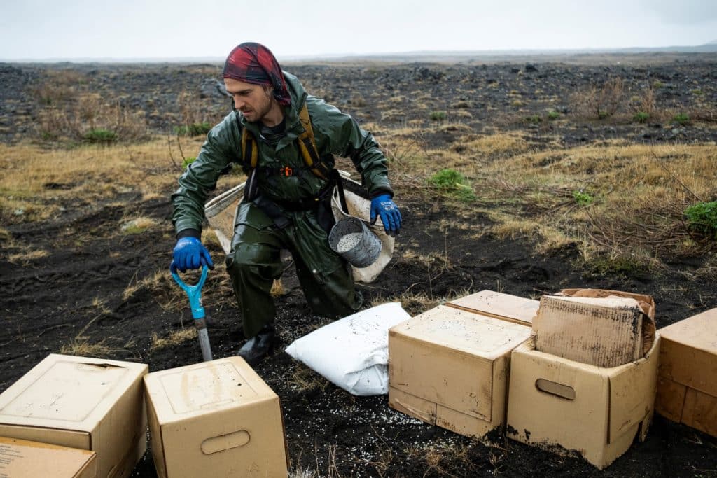 hekla forest project