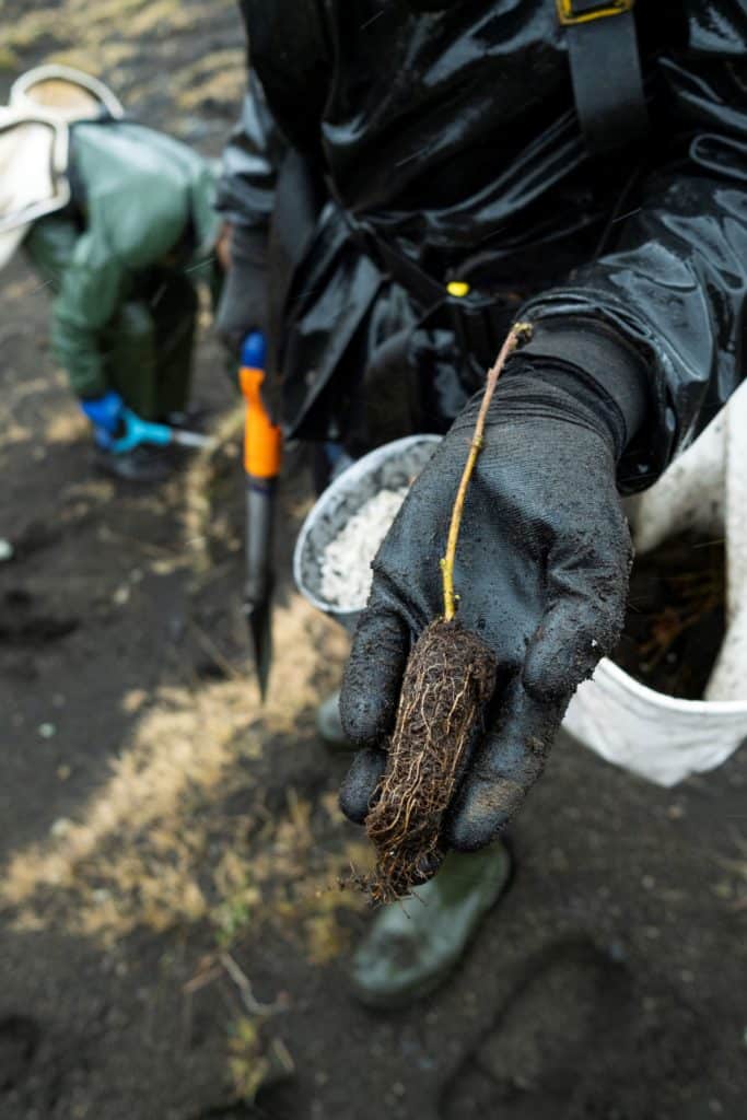hekla forest project