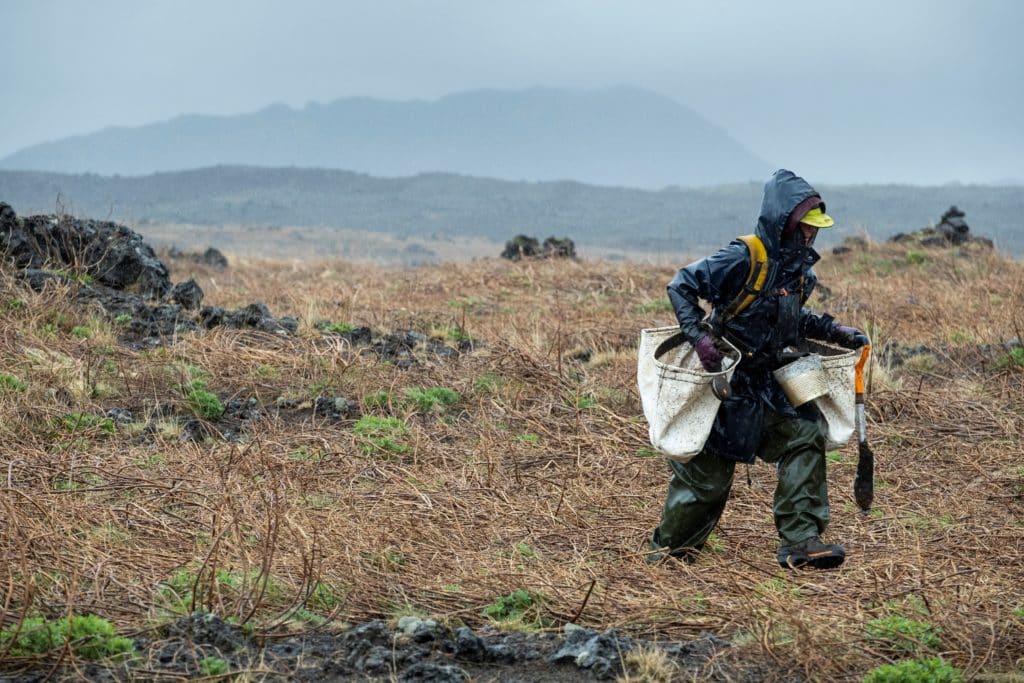hekla forest project