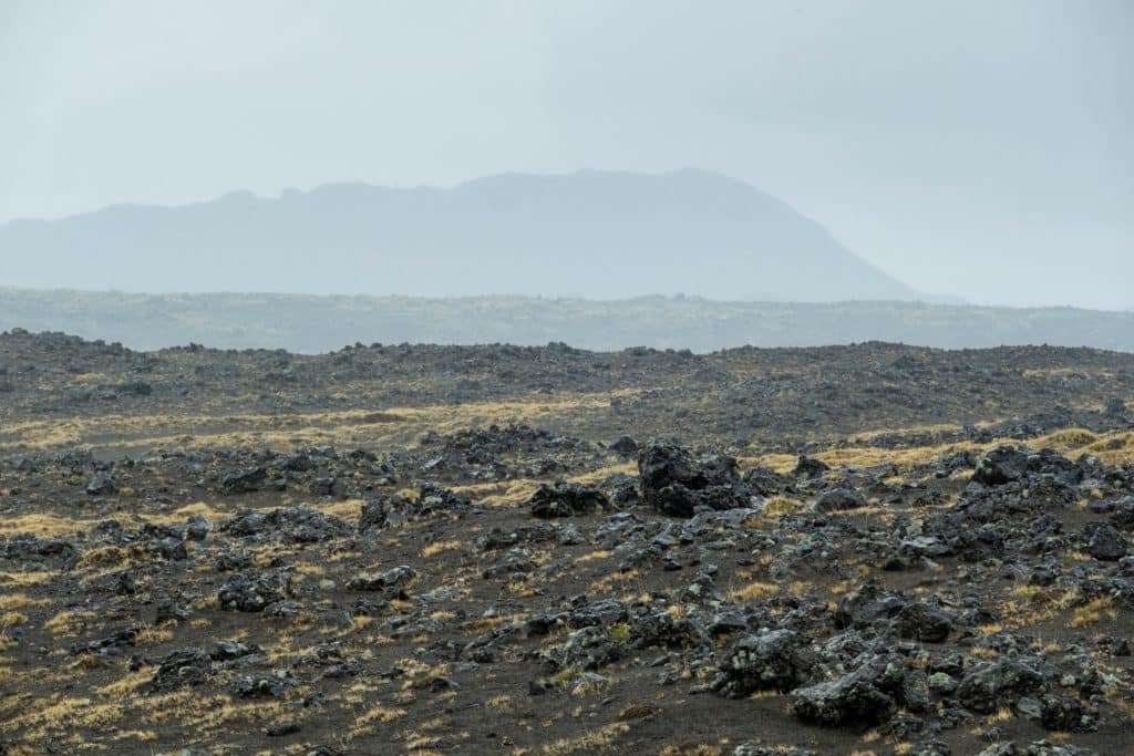 hekla forest project