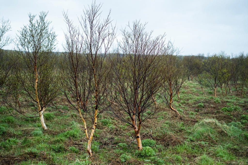 icelandic forest hekla