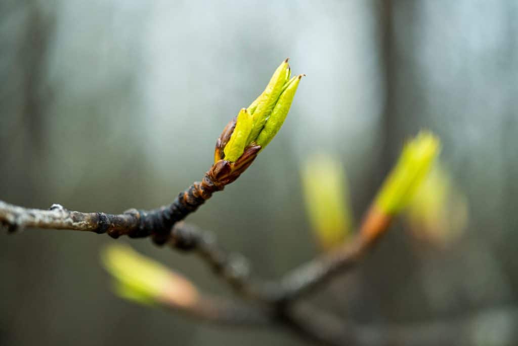 hekla forest project