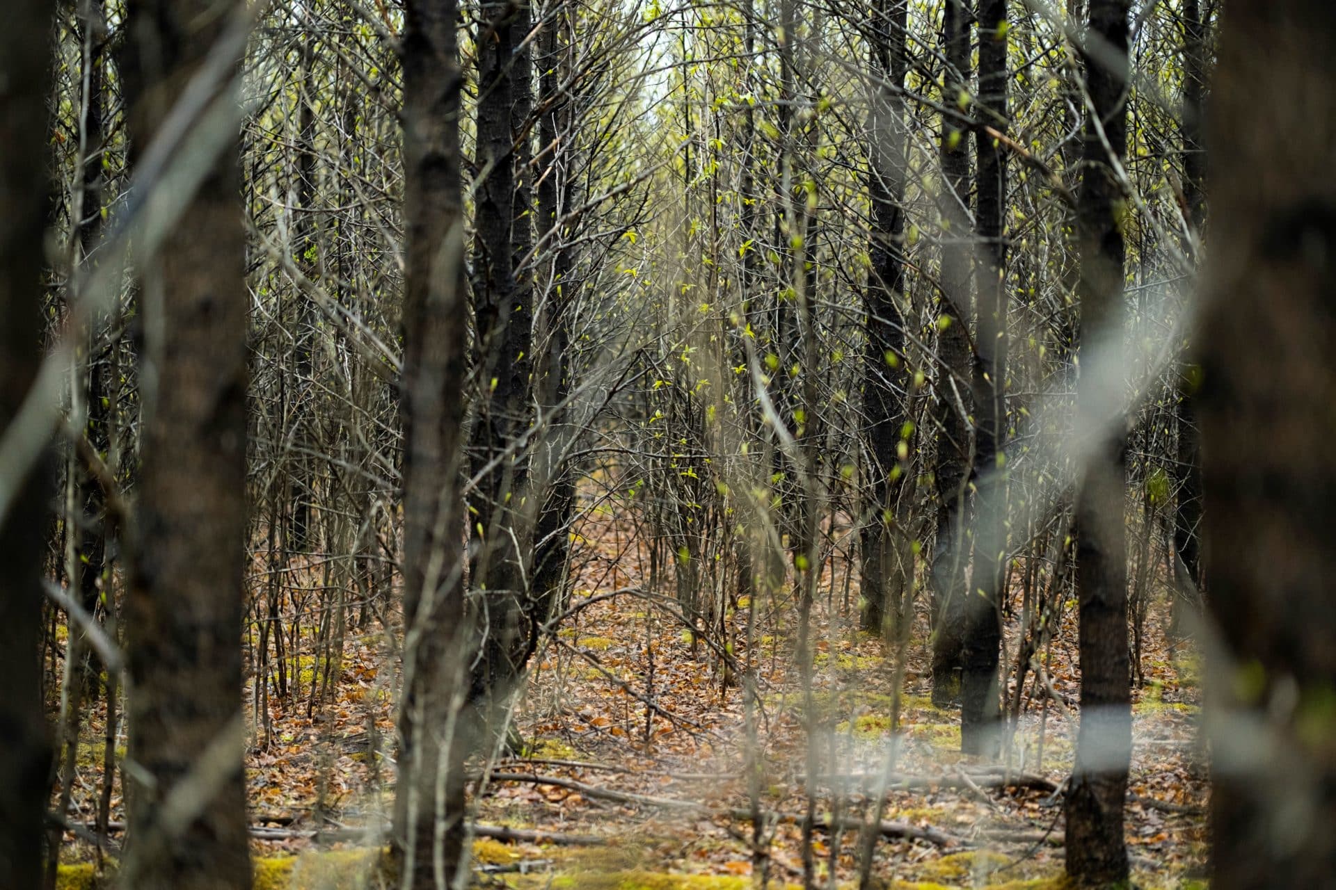 hekla forest project