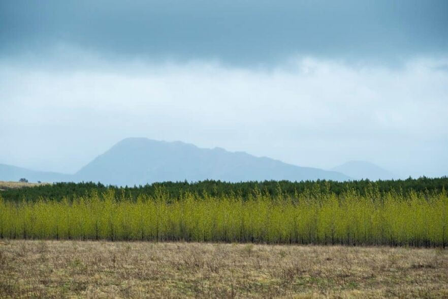 Of Ashes and Evergreens hekla forest project