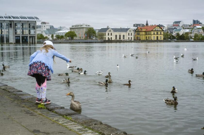 Tjörnin Reykjavík Pond