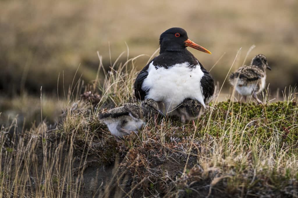 icelandic oystercatcher