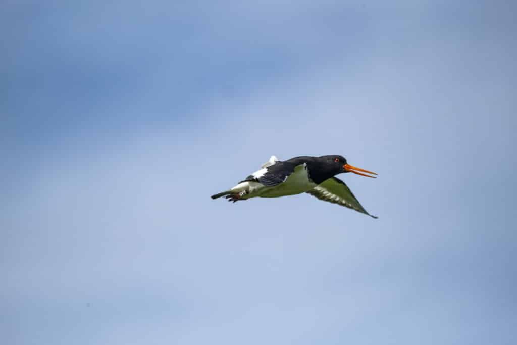 oystercatcher iceland
