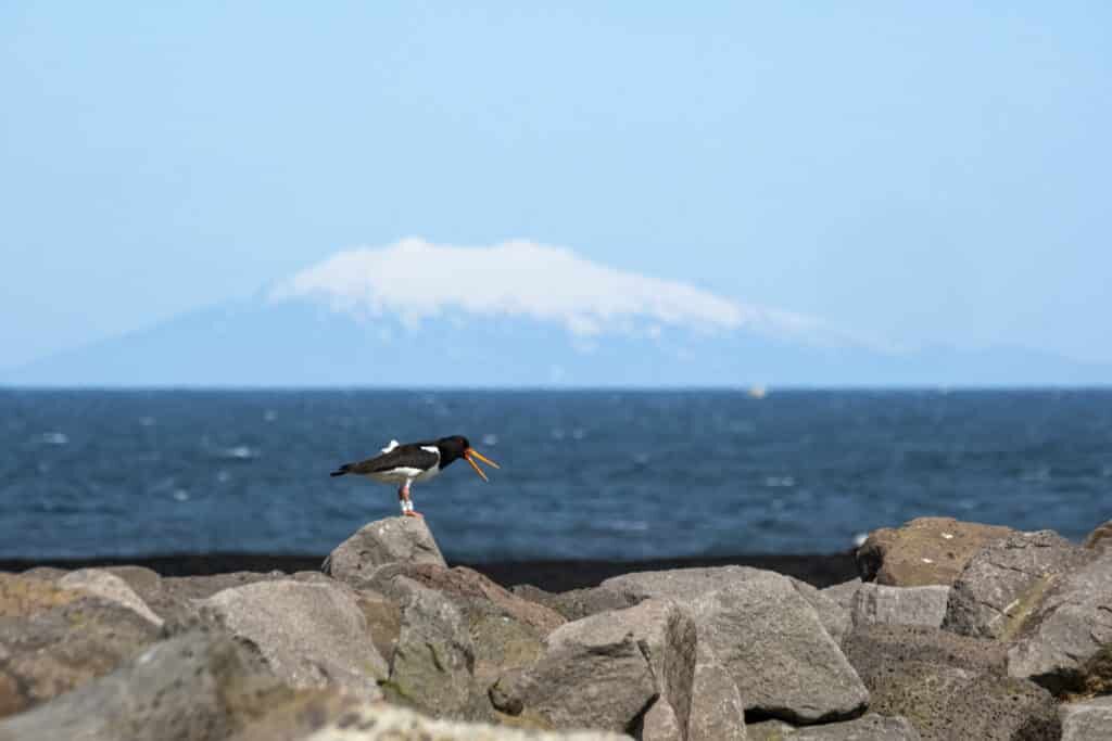 reykjanes birds