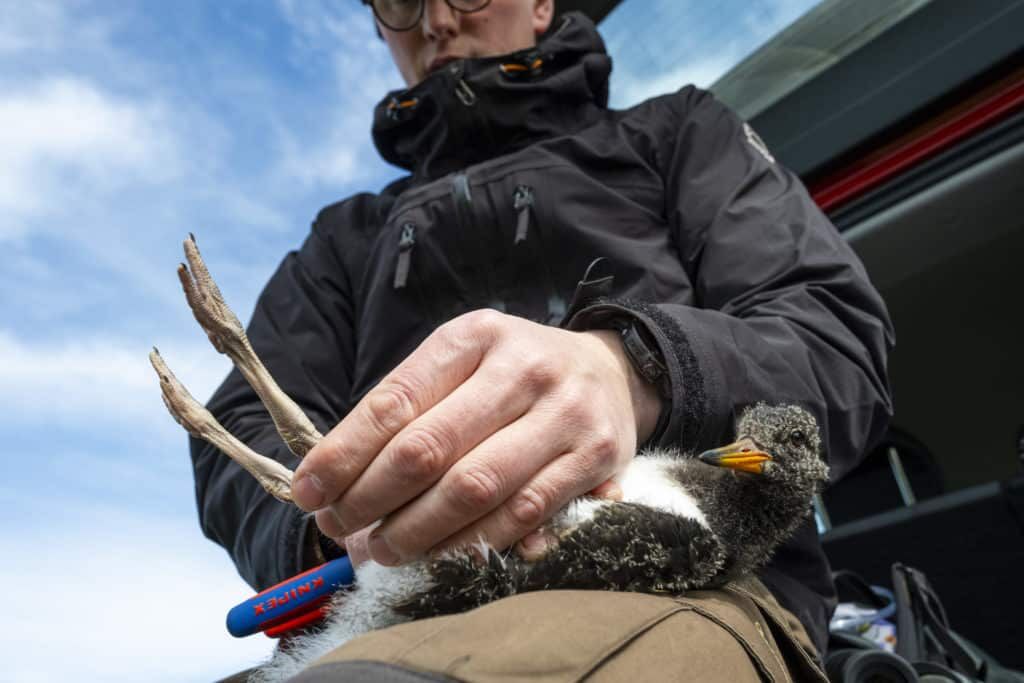 waders iceland shorebird
