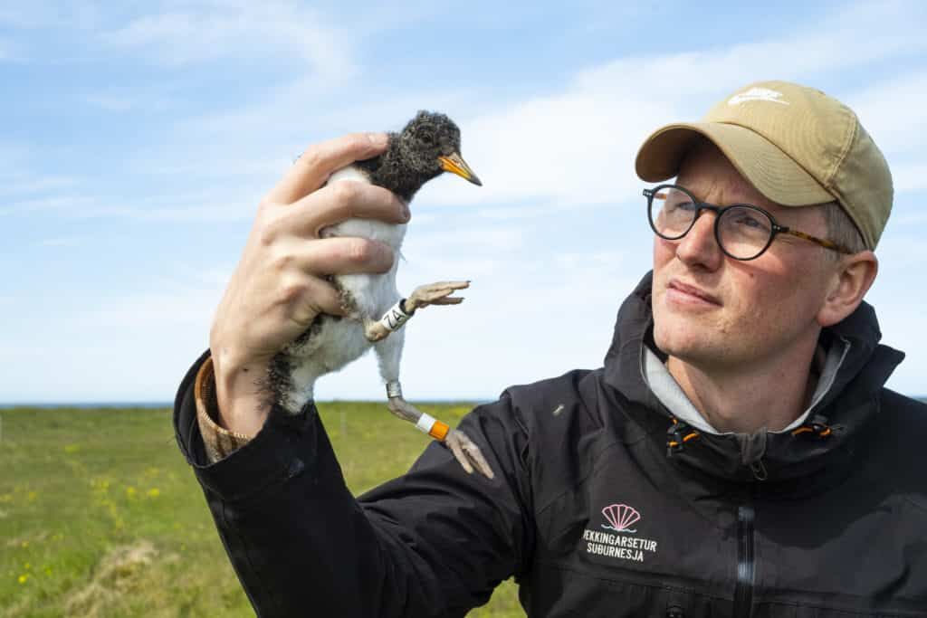 waders iceland oystercatcher