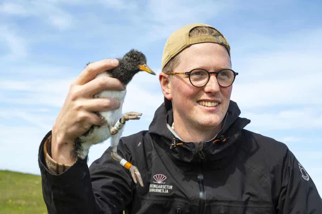 oystercatcher reykjanes
