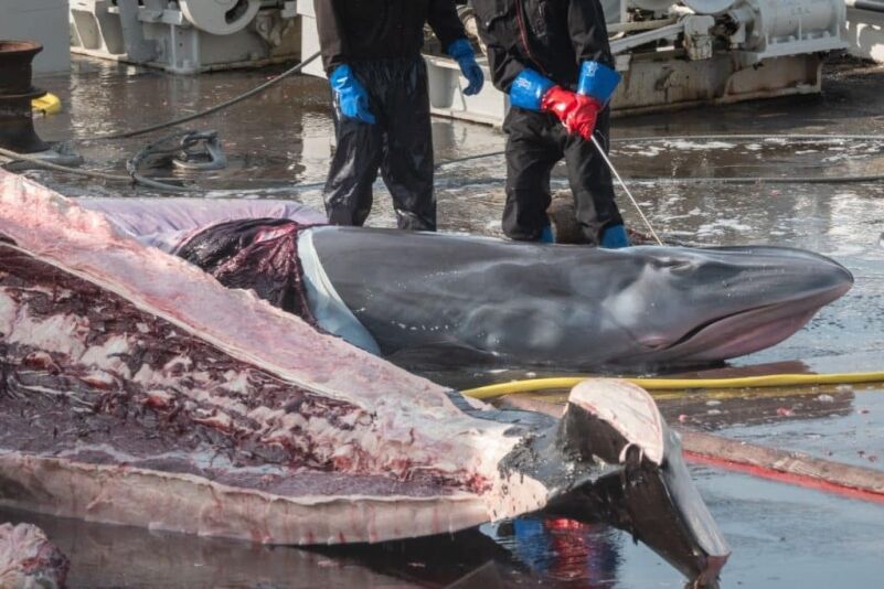 whale, whaling, whale calf, hvalur