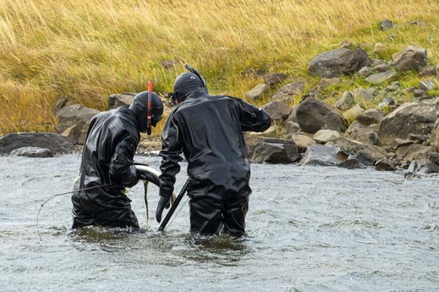Stricter Policy for Fish Farms Following Escapes Golli. Norwegian divers catch escaped farmed salmon in an Icelandic river, October 2023