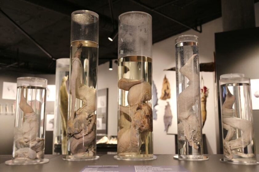 Animal organs on display at the Penis Museum