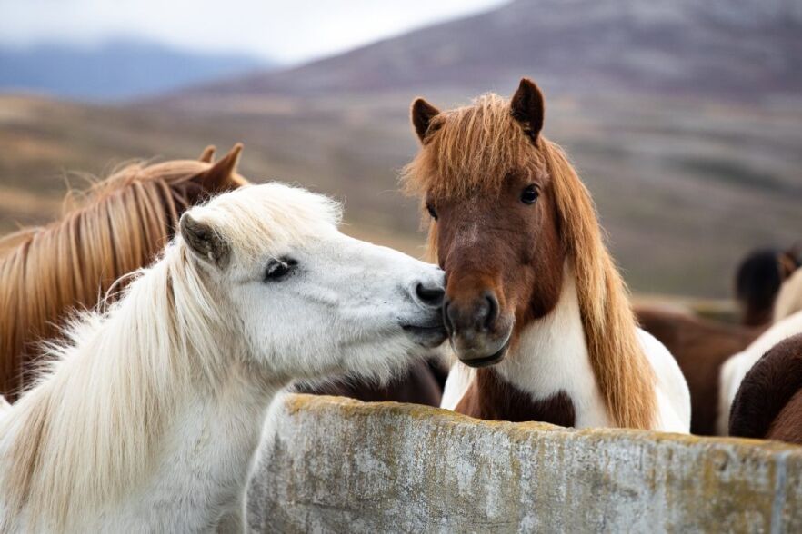 The Icelandic Horse – Man’s Most Hardworking Friend