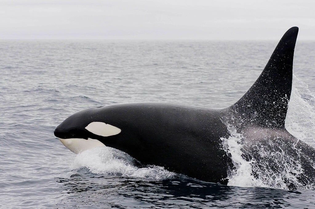 Killer whale, orca 